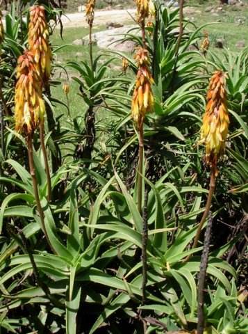 Aloiampelos striatula var. striatula leaves